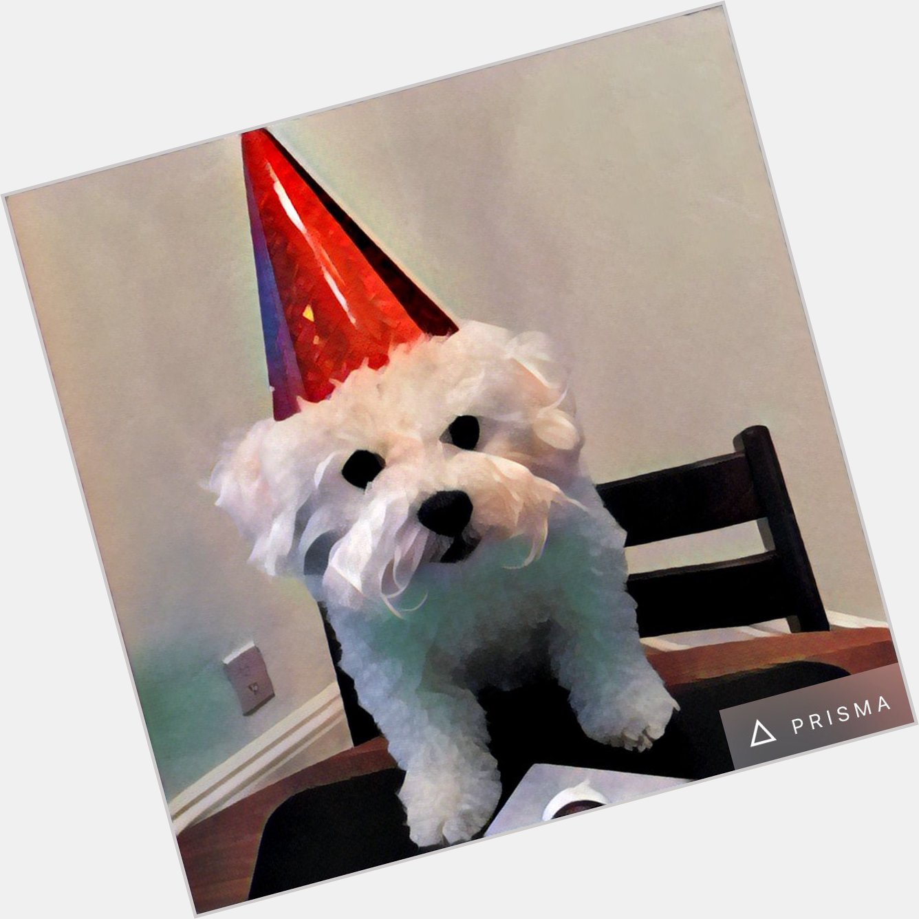  Happy Birthday from my dog Anderson Cooper! 