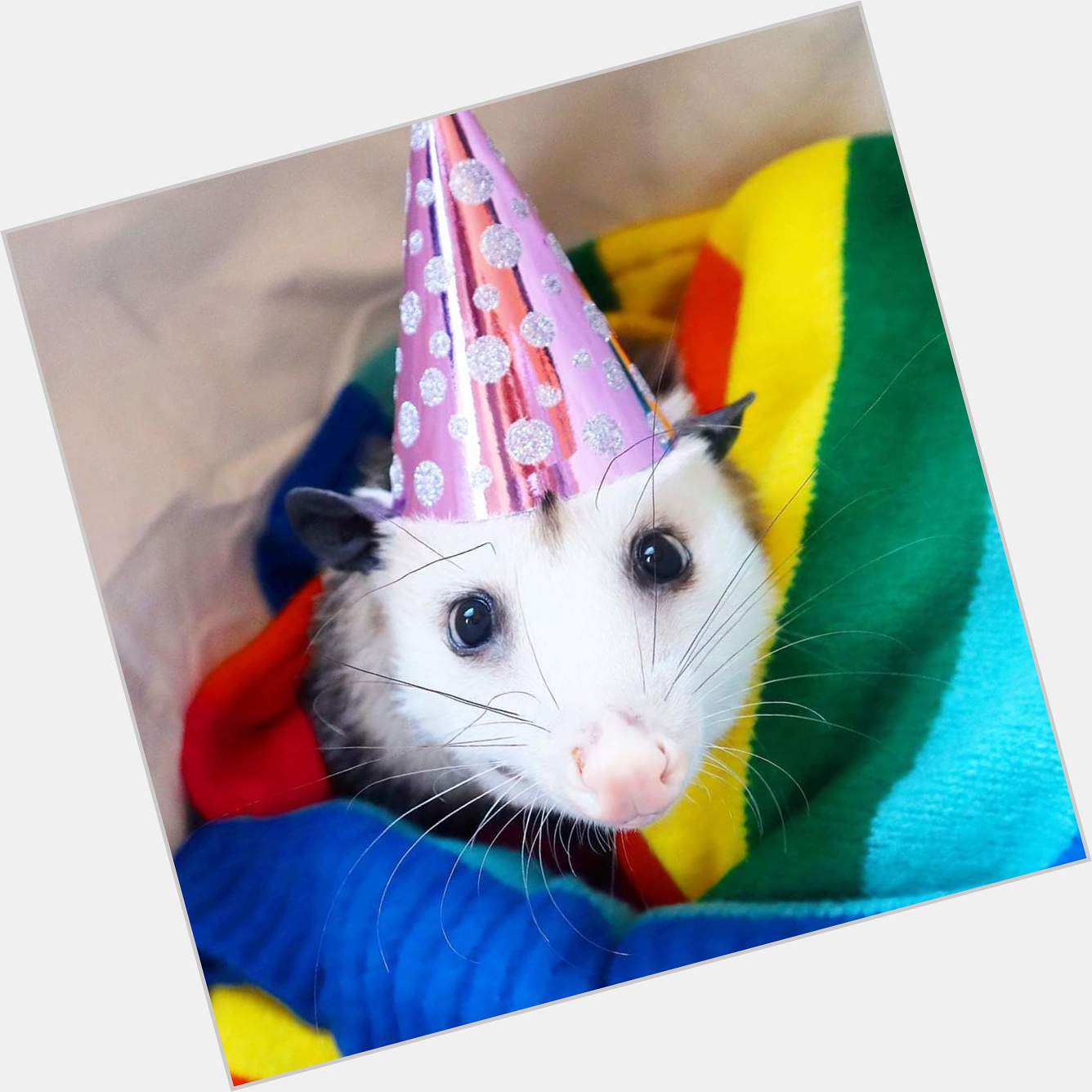  Put on my party hat to say Happy Birthday Andy Cohen! 