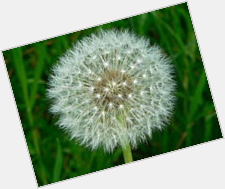  A poem:

Happy Birthday, Andy Ryan,
Here s a picture of a dandelion.

X 