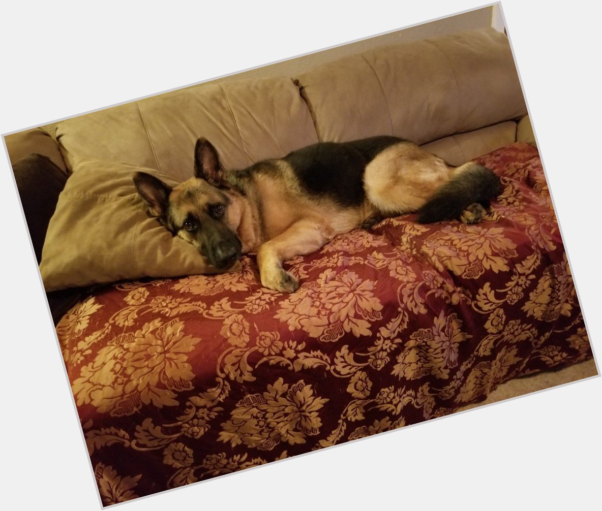 3 years old! Happy birthday my big boy! Check out  for more good dogs 