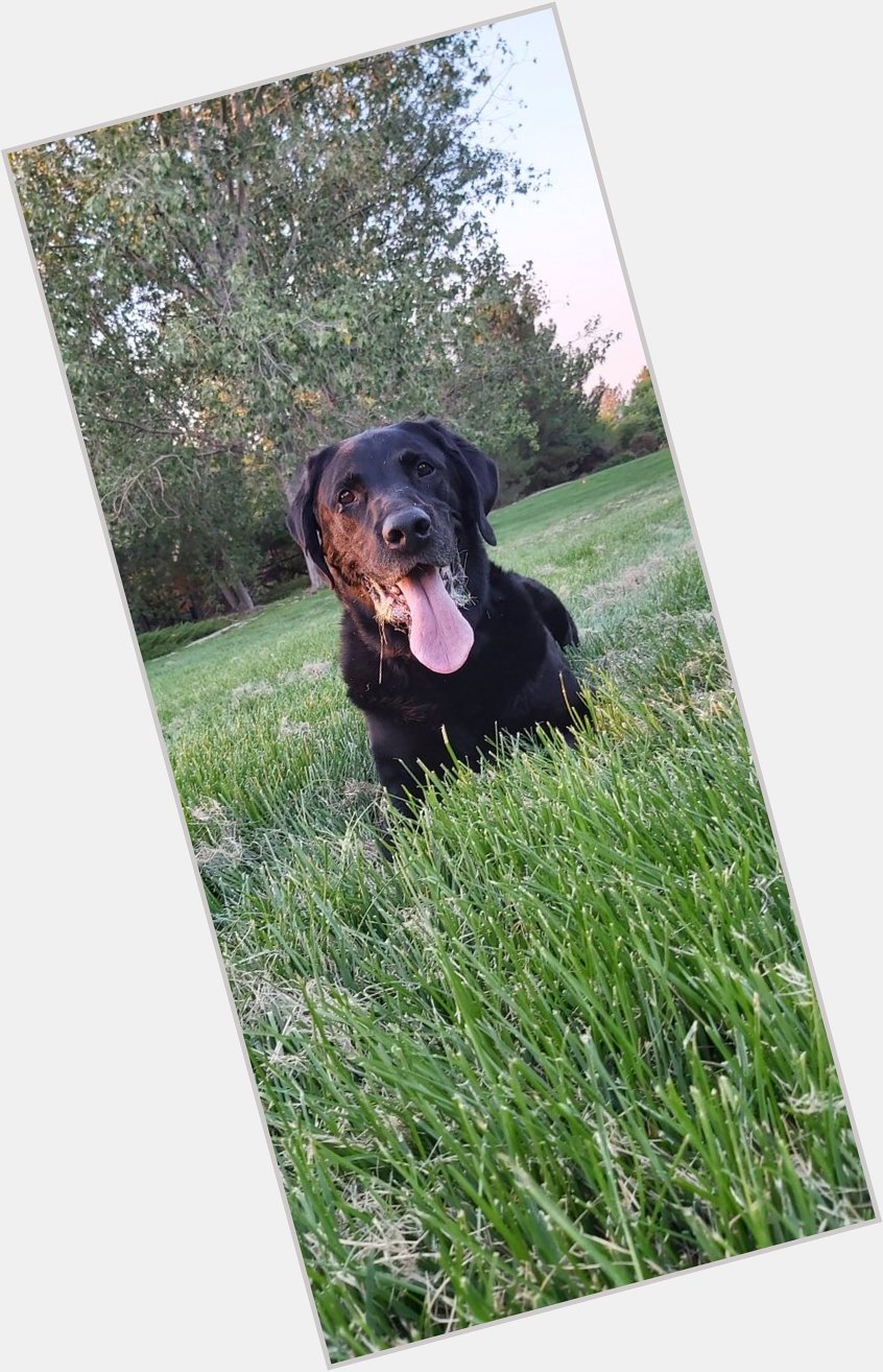 Happy 11th Birthday to our big boy, Miles!    