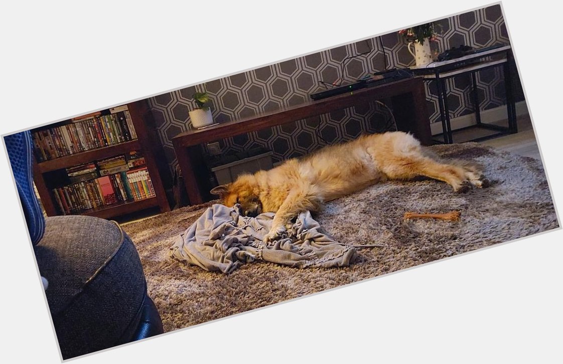 This big boy is 10 tomorrow,time has flew in.

Happy Birthday Oscar! 