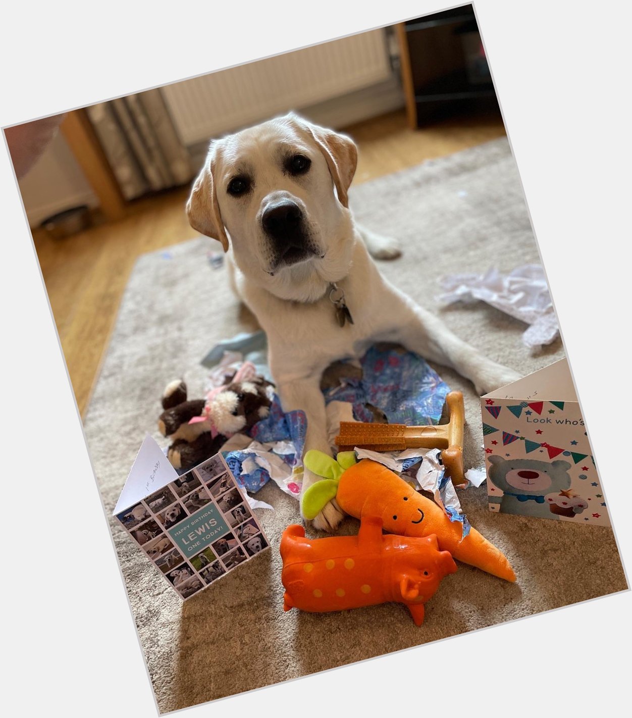 Happy 1st Birthday Lewis!
And what did Guide dog peoples get you? a date for your big boy op!  