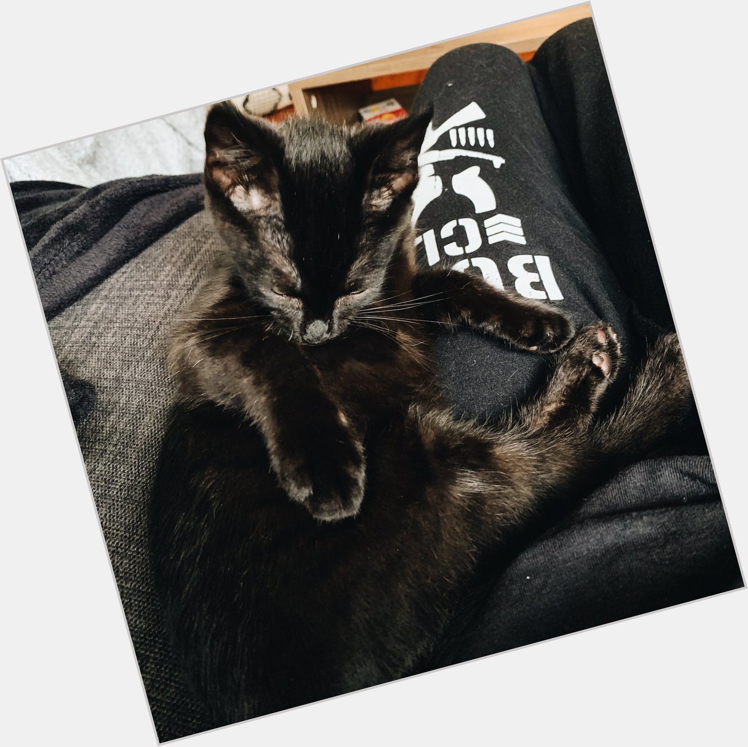 Happy 1st birthday to my big boy and cuddle buddy, Taz      