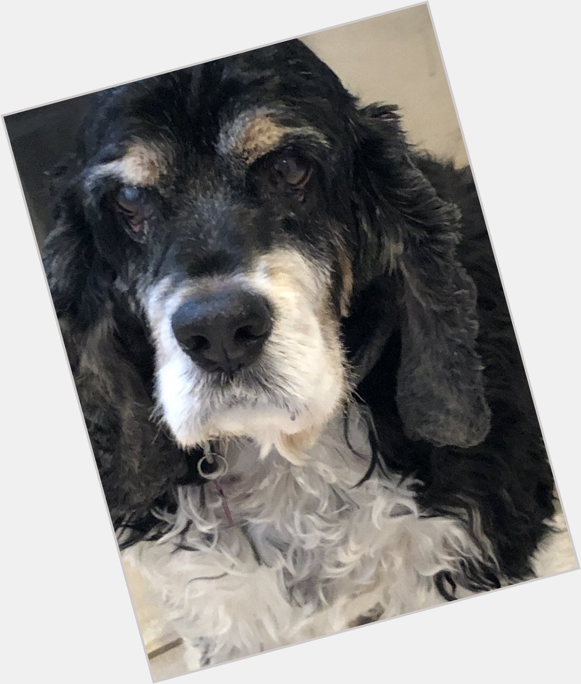   Billie Jean King my cocker spaniel and I wish you a very happy birthday! 