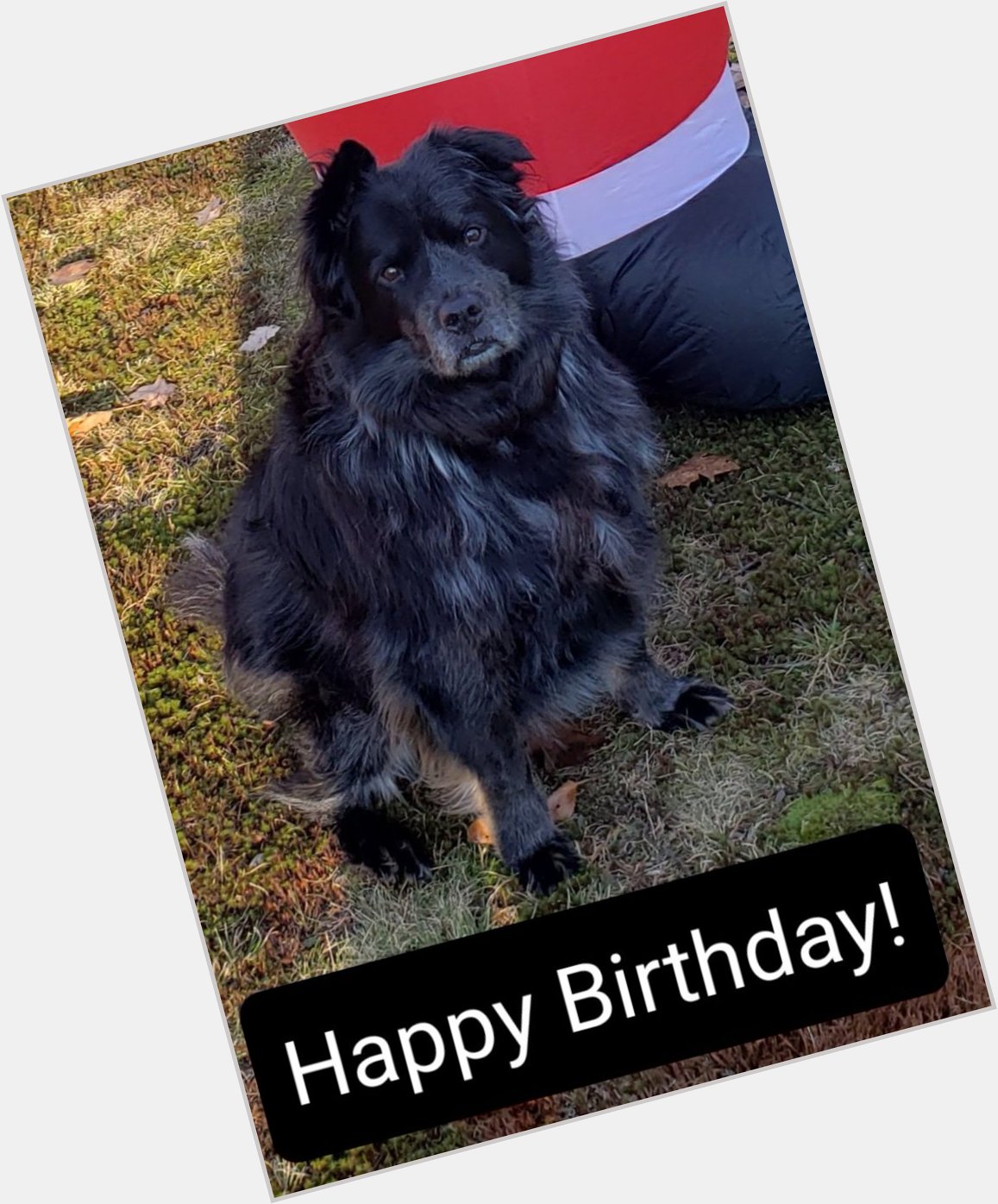  This is Zakk. 
He insisted we wish you a Happy Birthday. 
I just can\t say no to that face.
So... 