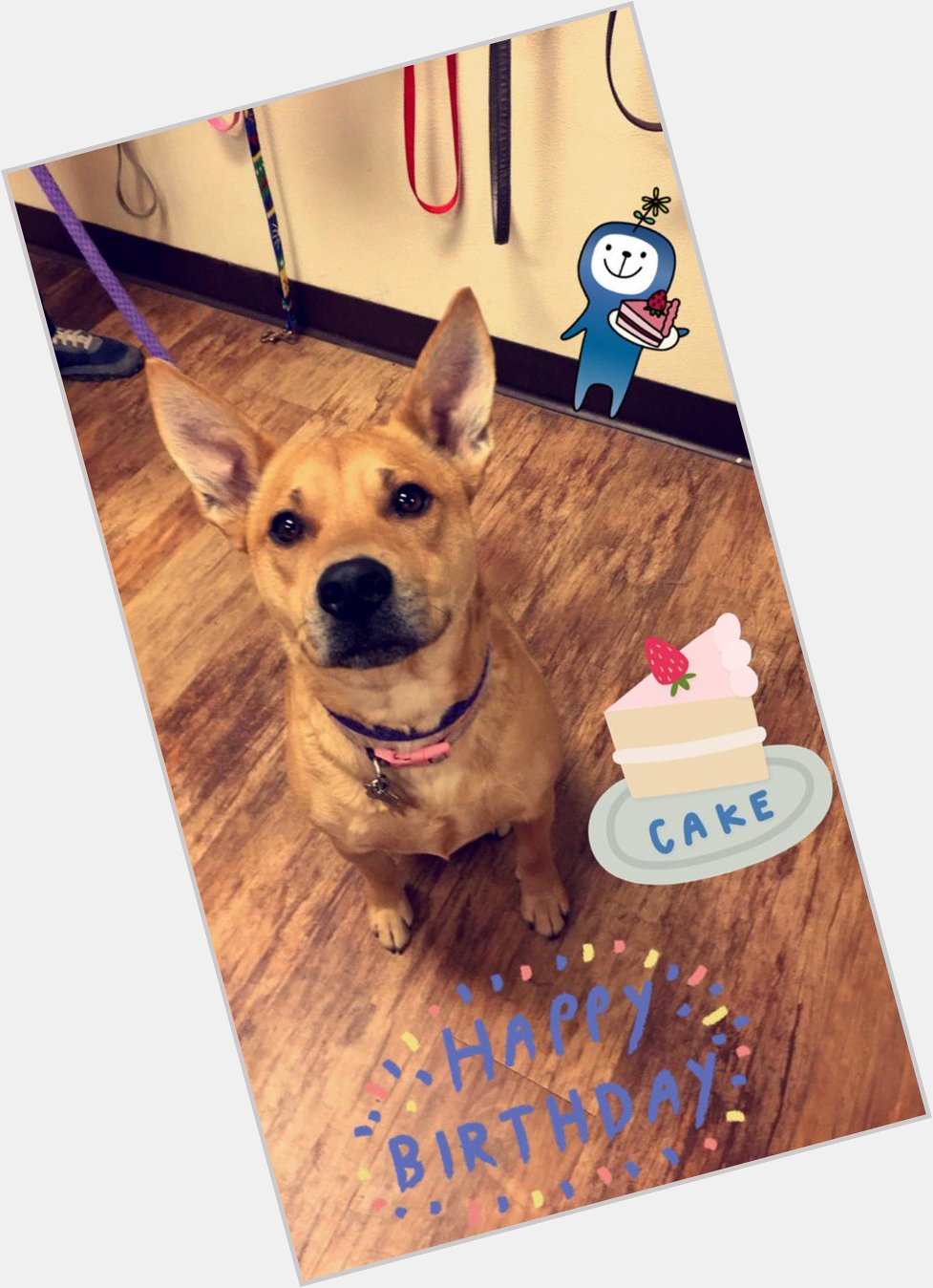 Camp Bow Wow Eatontown would like to wish Sarah a very Happy 2nd Birthday!   