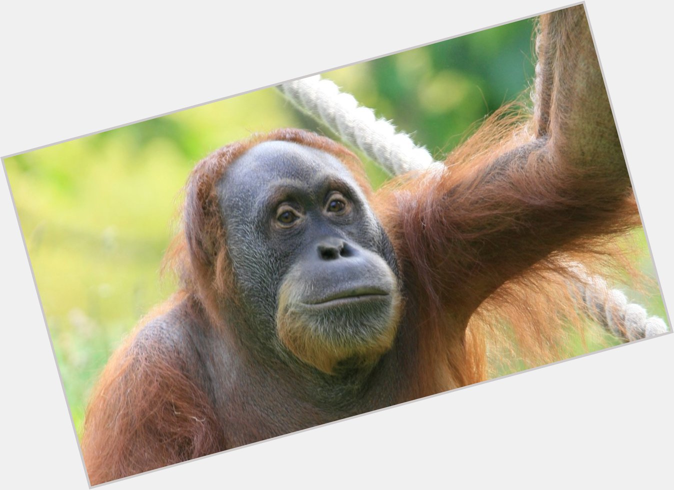 Happy 32nd birthday to our beautiful orangutan mum Dana!   Chris Clark 