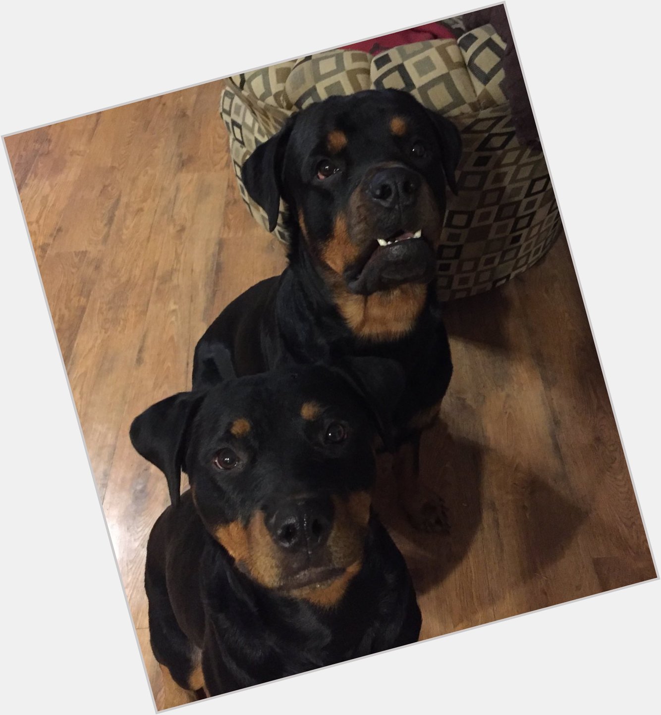   Happy birthday from my two Rottweilers!            