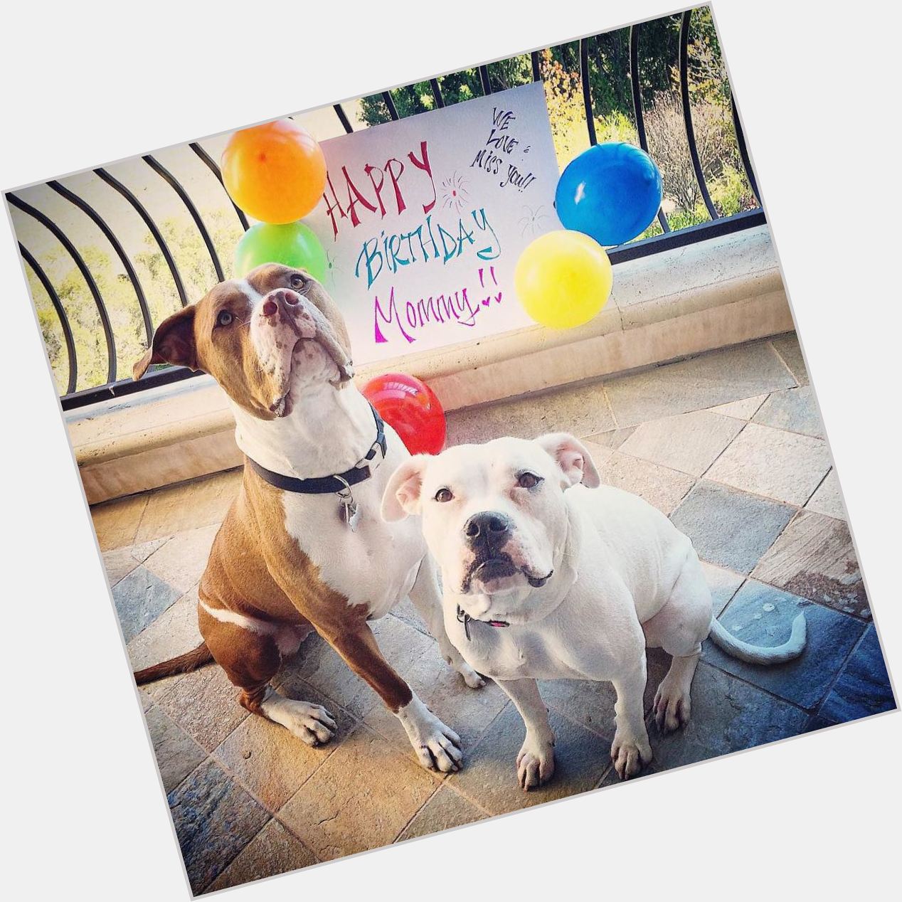 Daisy Fuentes: I m away from my babies on my bday & this pic made me happy. 