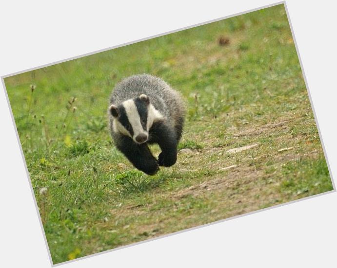 Happy Birthday Here, have a hovering badger. 