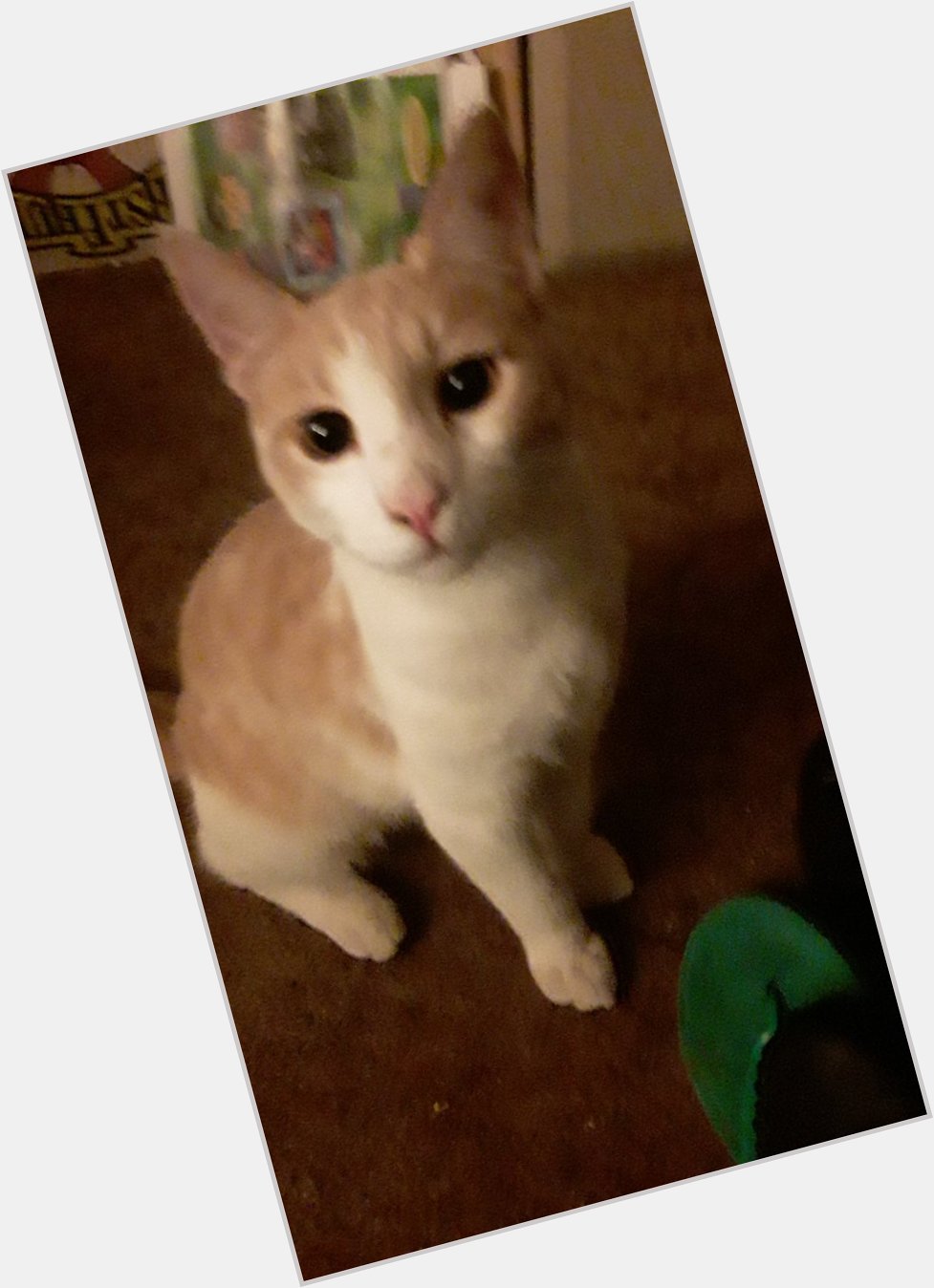  Happy birthday. My cat Snowhite greets you too. 