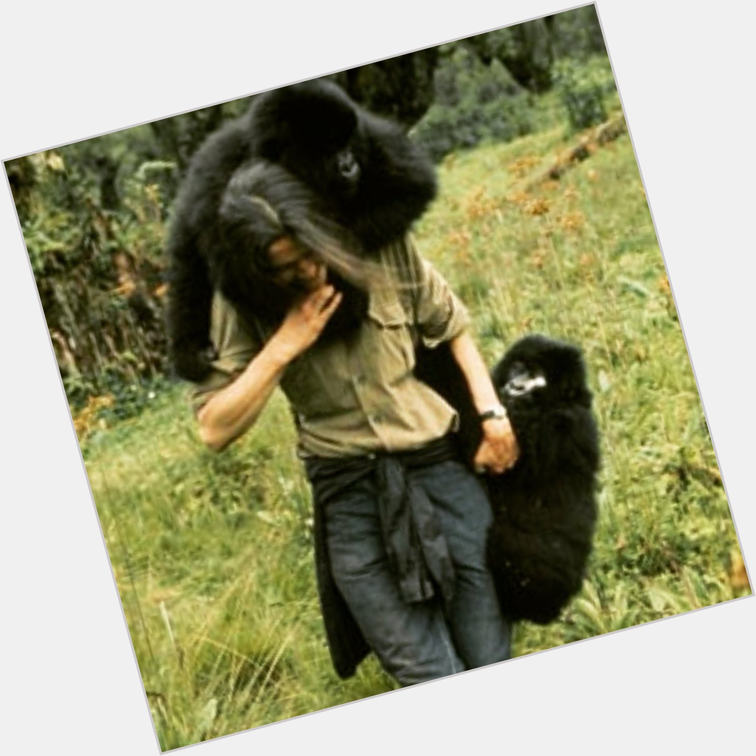 Happy Bday to Dian Fossey. An inspirational woman, who worked tirelessly to research & protect Mountain Gorillas. 
