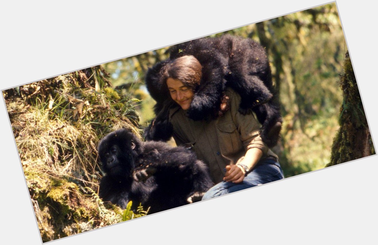 Happy Birthday, Dian Fossey!   