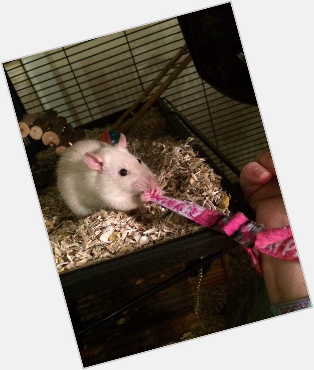  Happy Birthday from me and my pet rat Dominic ! Big fan too, wants my wristband from 