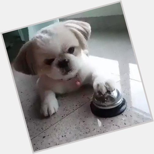 HAPPY BIRTHDAY ENRIQUE GIL LOOK: Cute And Intelligent Dog, GV!

itsenriquegil lizasoberano

CTO 