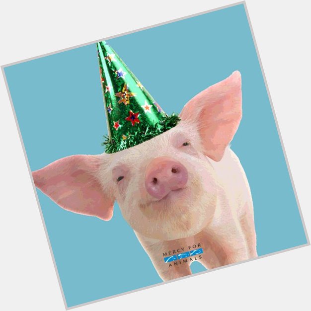 Happy birthday, Thank you for being a voice for farmed animals!     