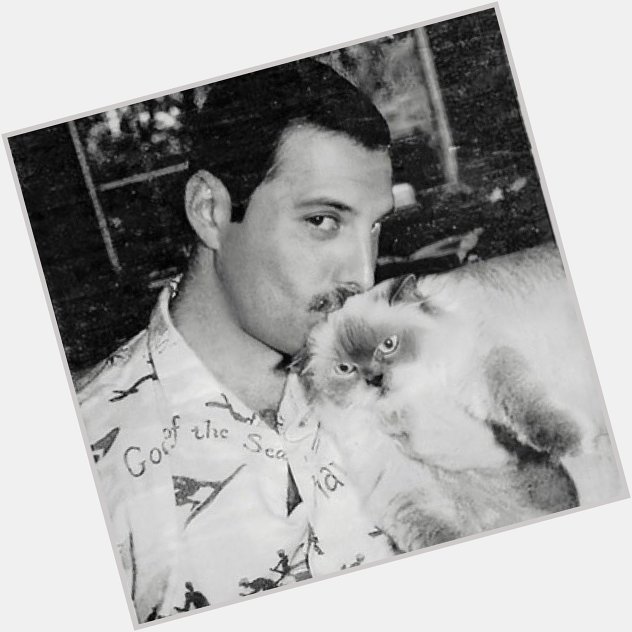 Happy birthday to Freddie Mercury  here s some photos of him with cats. 