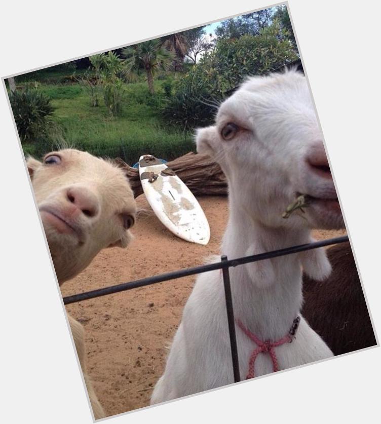  happy birthday Geoff, here are some goats taking a selfie# for you     