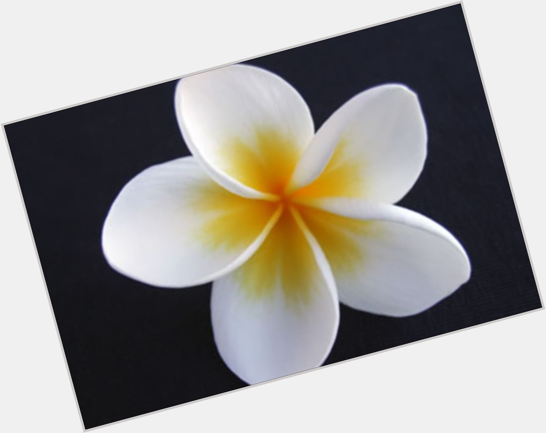  Close your eyes and imagine the scent of Frangipani. Hope your day is as beautiful. Happy Birthday! 