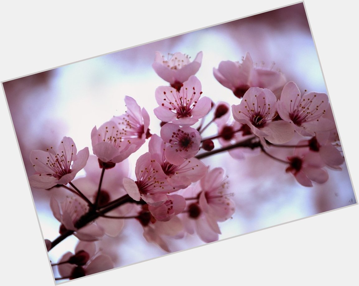 Cherry Blossoms 4 a woman who is both pretty on the inside & out ~ Happy Birthday, Helene Joy! :D 