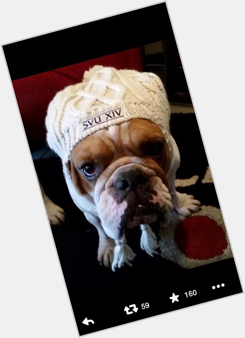 Happy birthday I got you this picture of Ice T\s dog in an SVU hat 