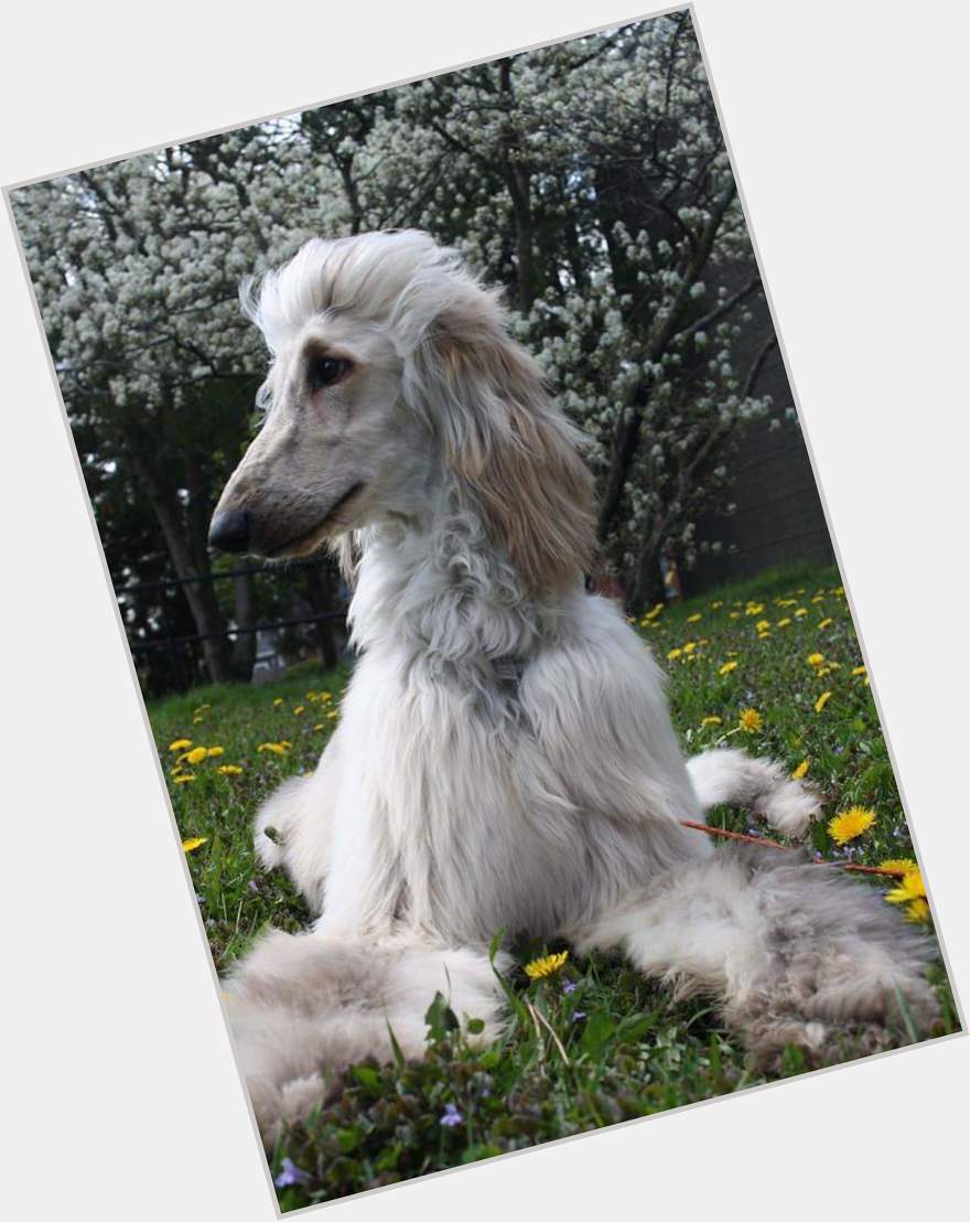  Happy Birthday From Ice T the Afghan Hound 