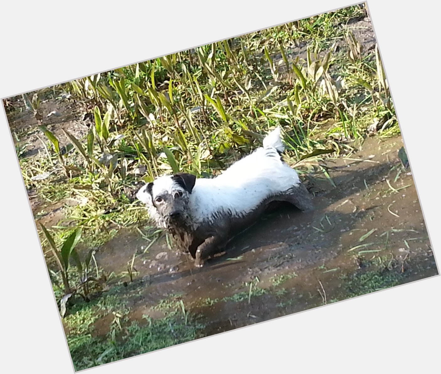  Happy Birthday Corry. This is Mac, my Parsons Jack Russell - as you can see he\s rather fond of mud! 