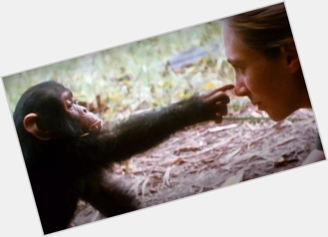 Happy birthday to one of my heroes. Jane Goodall you are an inspiration. Boop. 