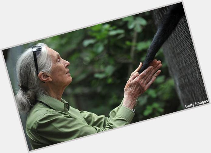 World-famous scientist Jane Goodall celebrates her 81st birthday today. Happy birthday!!  