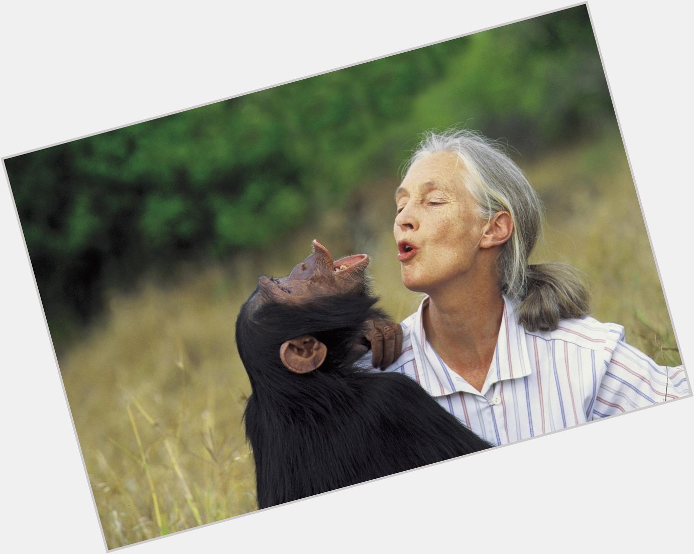 Happy birthday to our favorite pioneering primatologist, Jane Goodall  