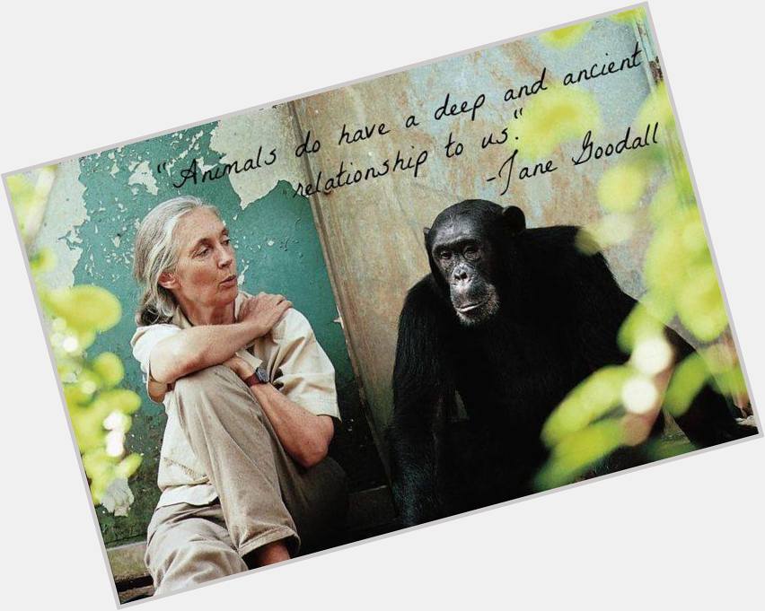 Happy birthday to Dr.Jane Goodall! An inspiring life of work & friendship w/ nonhumans. Photo via \s FB page. 