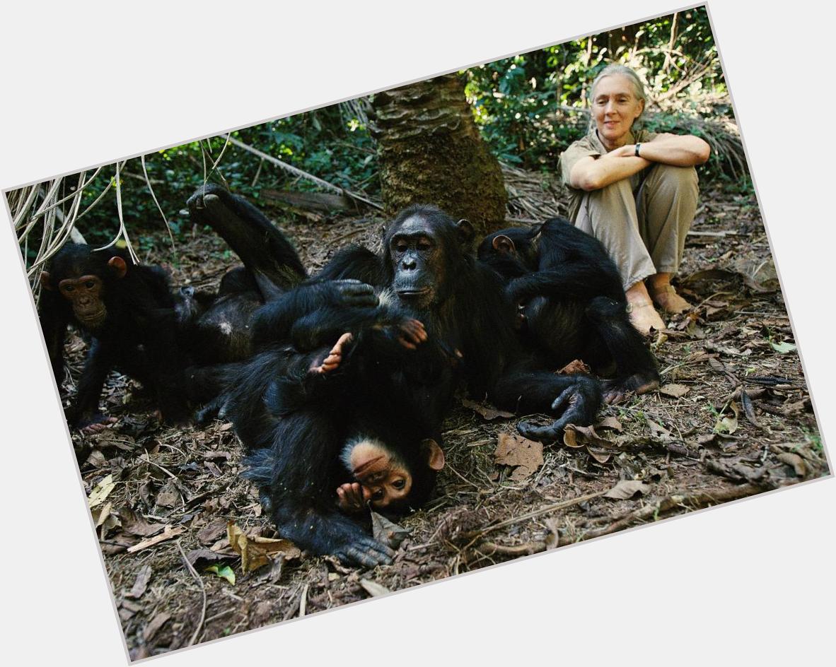 Happy 81st bday to my main bitch, jane goodall. forever wishing i could be half as cool as you 
