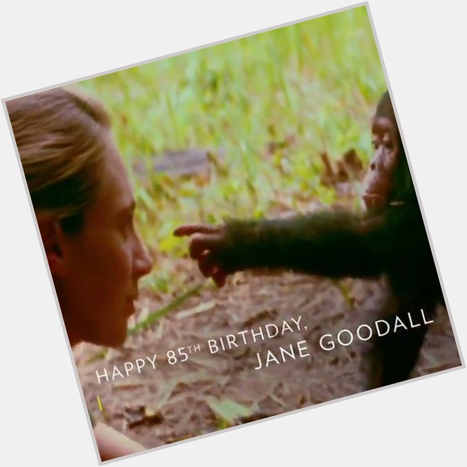 Here\s to 85 years of exploring and taking us further. 
Happy birthday, Jane Goodall! 
