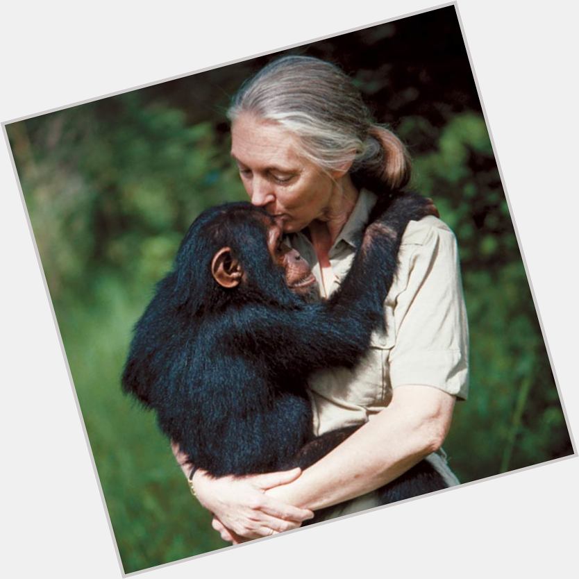 Happy 88th Birthday to my heroine, Dr. Jane Goodall!  