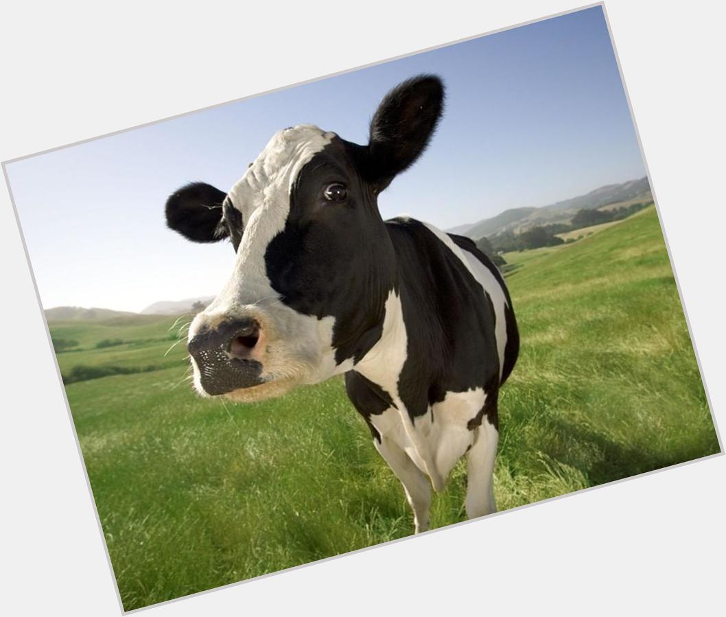 One year i had no photo to post for jess\ bday so I replaced it with a cow, HAPPY BDAY JESS MATE   