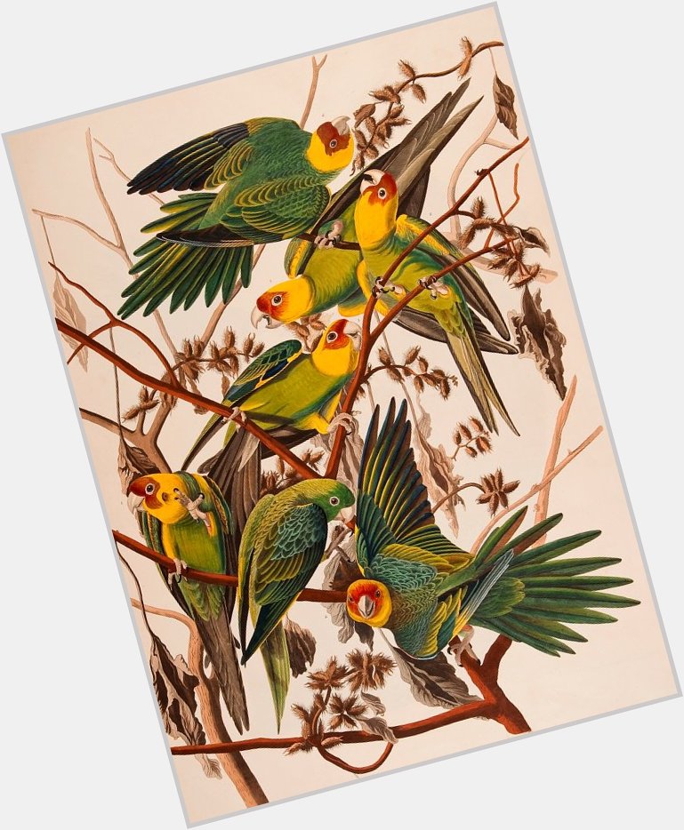 Happy Birthday, John James Audubon! Born today in 1785 in Haiti on his father\s sugarcane plantation.  