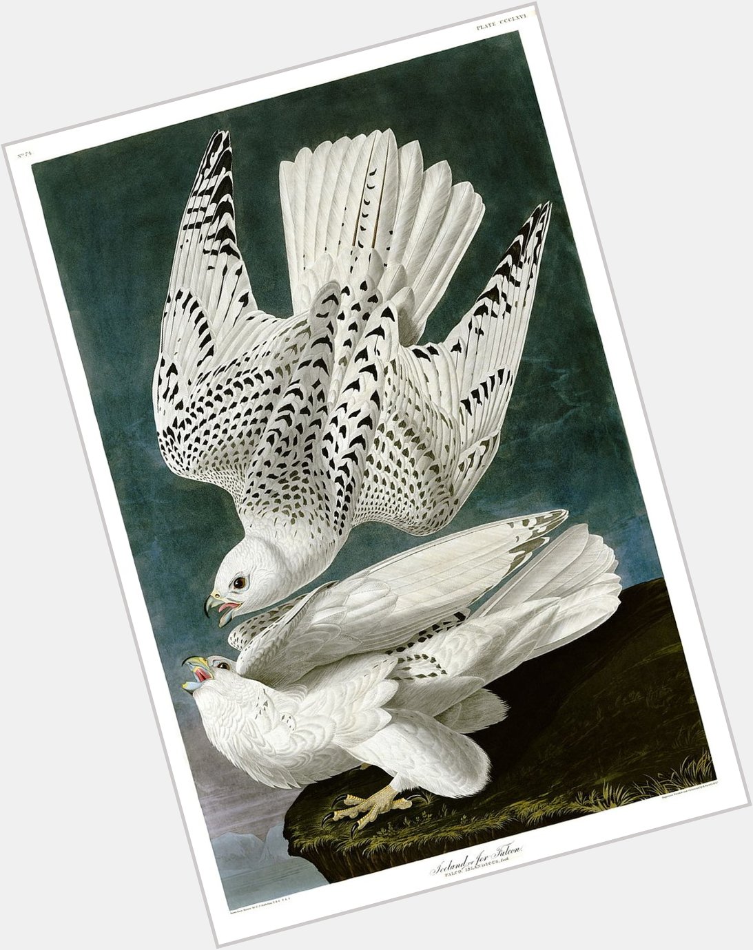 Happy Birthday to John James Audubon, patron saint of American birdwatchers.  
