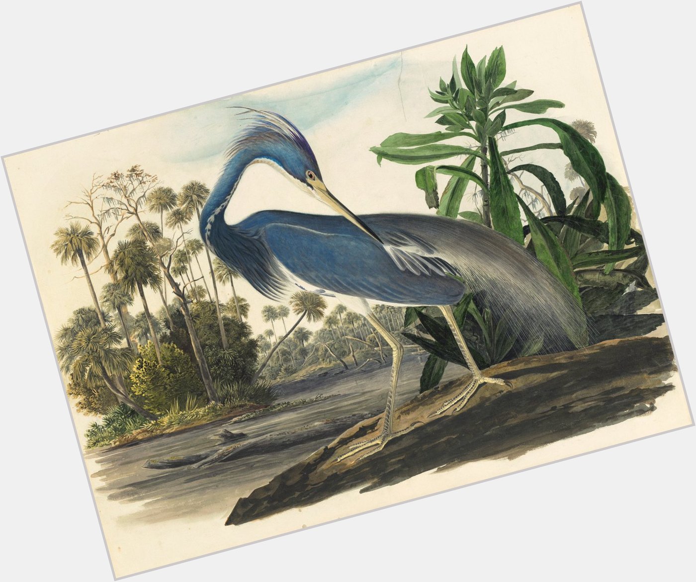 Happy Birthday John James Audubon 
