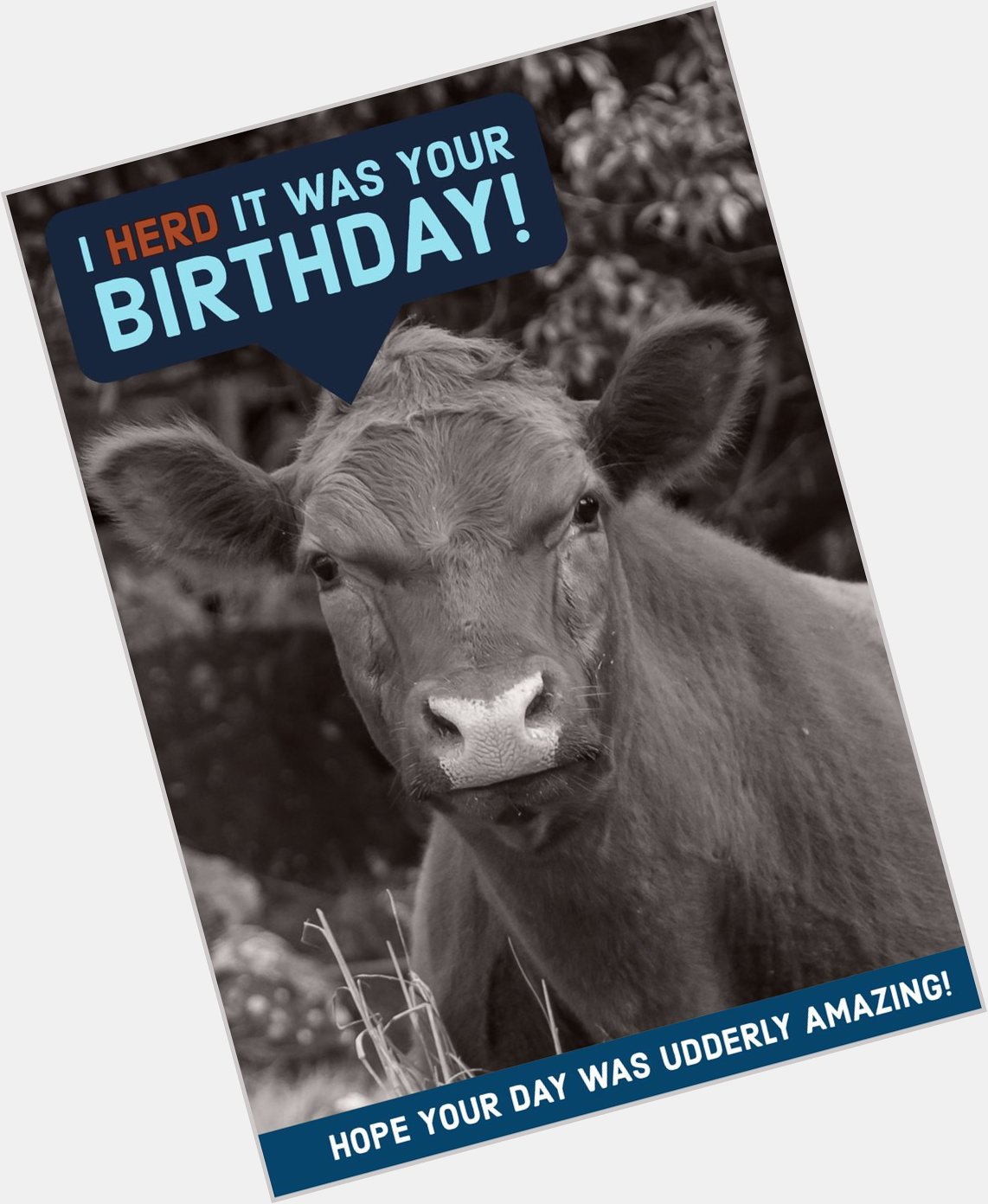 Happy belated 21st birthday to our very own, Katie Price! We hope your day was full of fun, laughter, and COWS. 