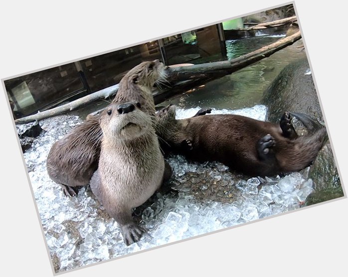 Happy birthday King Kenny Dalglish and to me.

Here are some Otters 