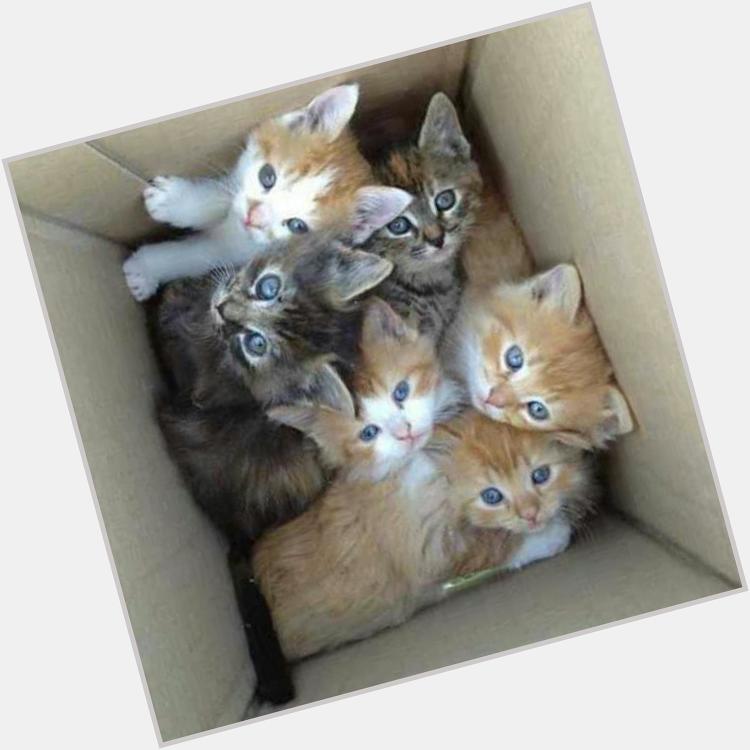 A box of kittens 
Happy bday kiko mizuhara 