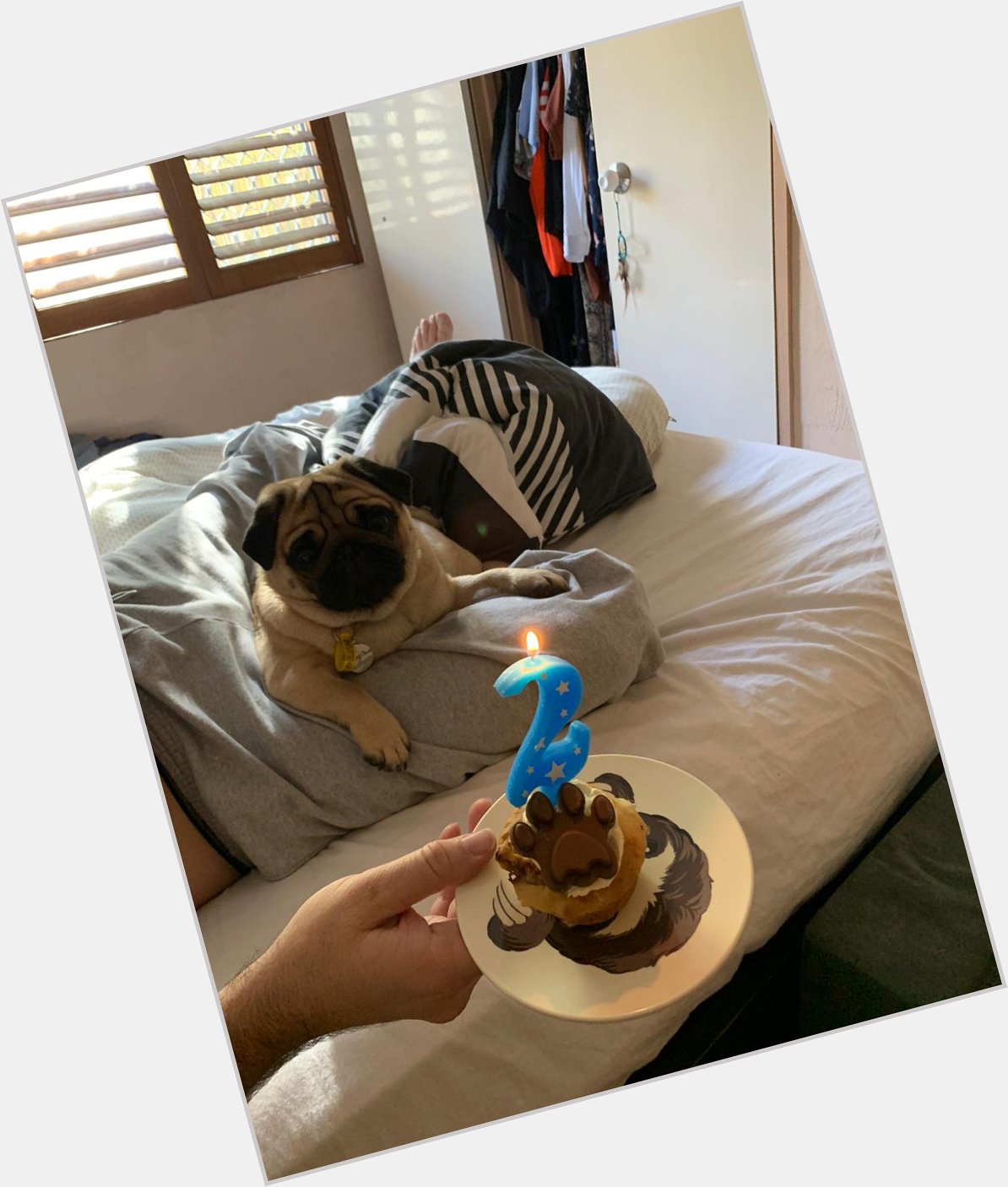 Happy Birthday to Larry David the pug. He really is starting to look like me. 