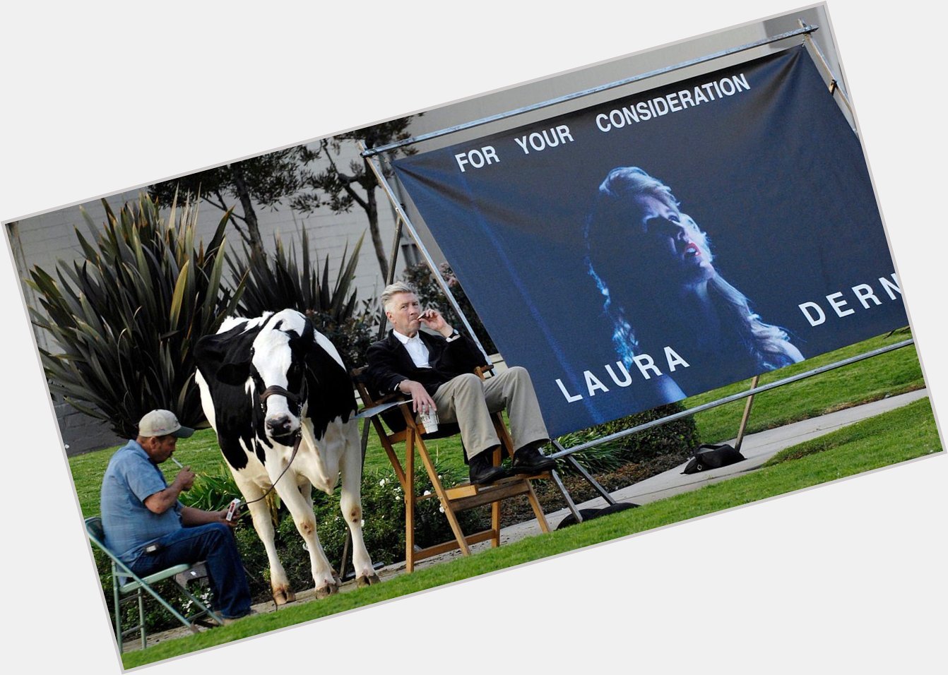 Happy birthday to my unofficial dad David Lynch, seen here campaigning for Laura Dern\s Oscar nomination with a cow: 