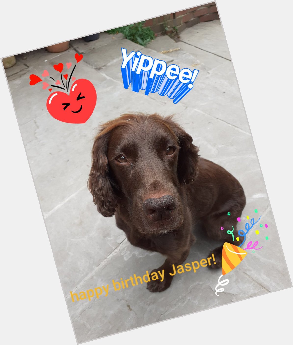 Three cheers for Jasper! Happy birthday buddy! love  Lil B and the Harvster     