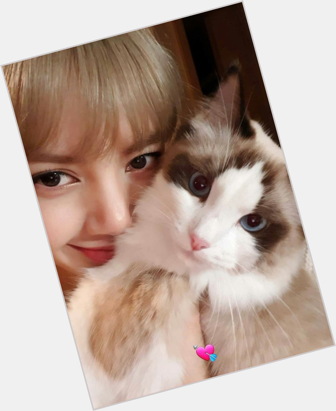 Happy Birthday to petpink\s visual and Lisa\s second cat.. 