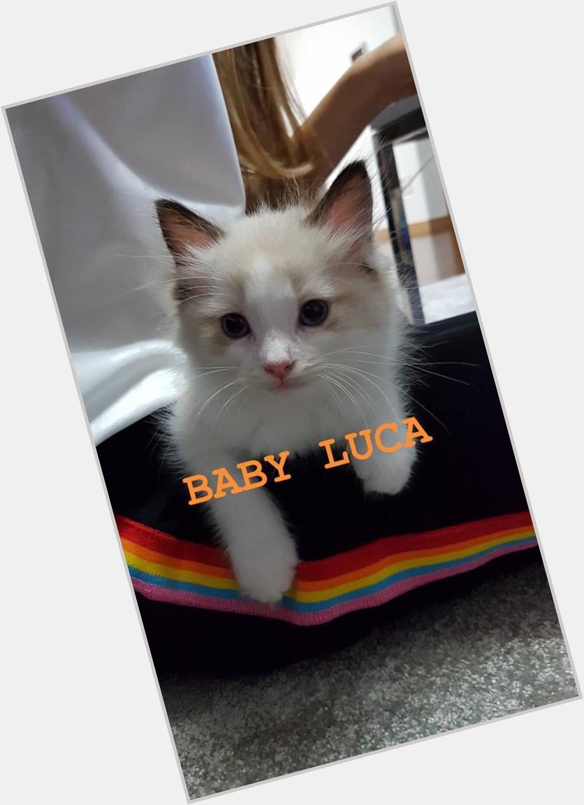 Baby LUCA is so pretty. 

Happy Birthday  to our LISA\s Luca, the second cat. 