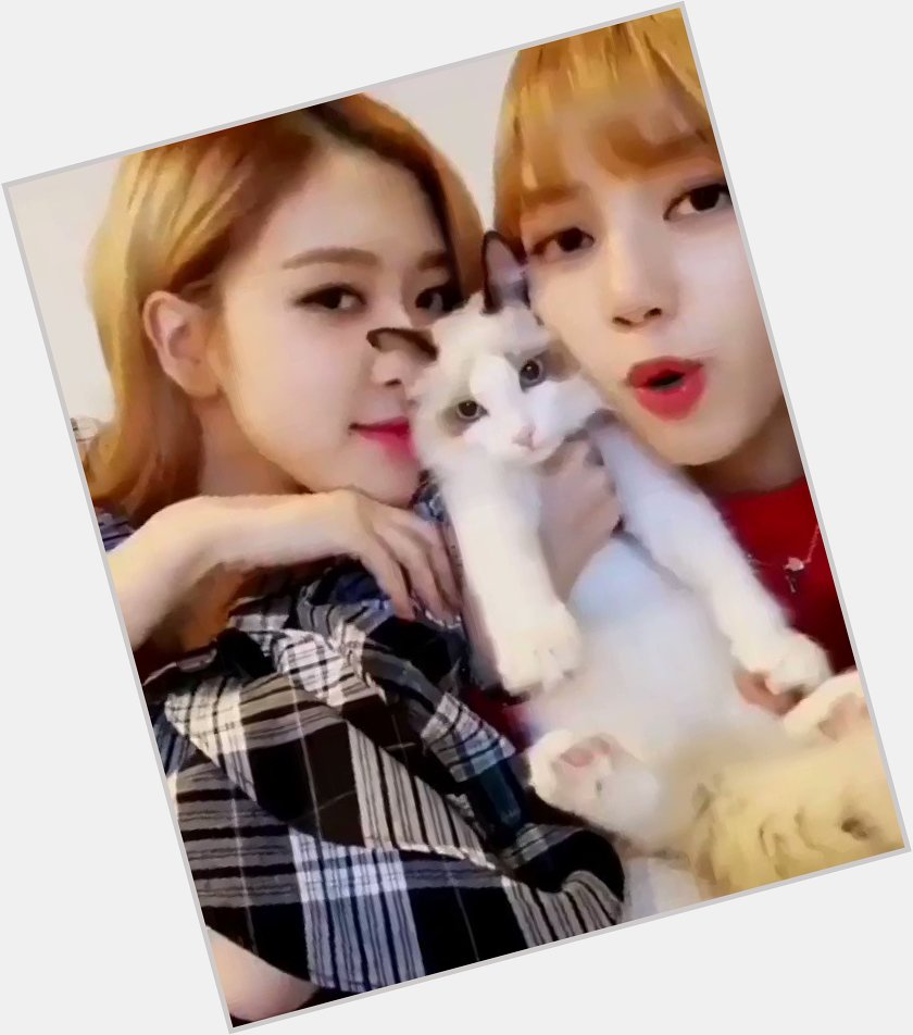 Happy birthday to the visual of petpink, lisa s unfavourite child but rosie s main cat, luca     