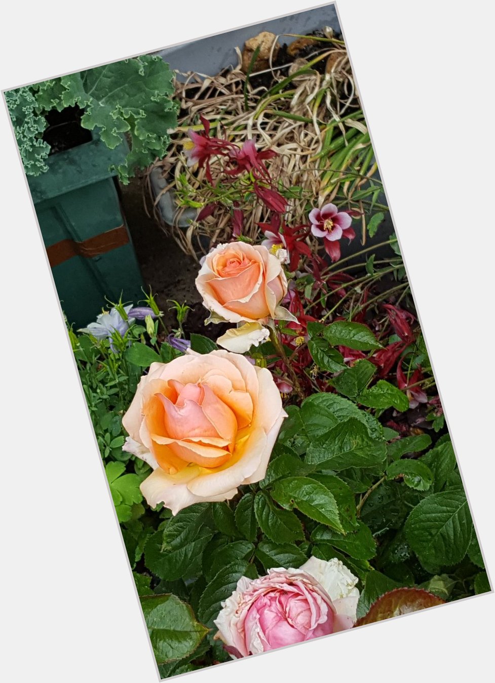  happy birthday Lynda Bellingham your rose is beautiful 