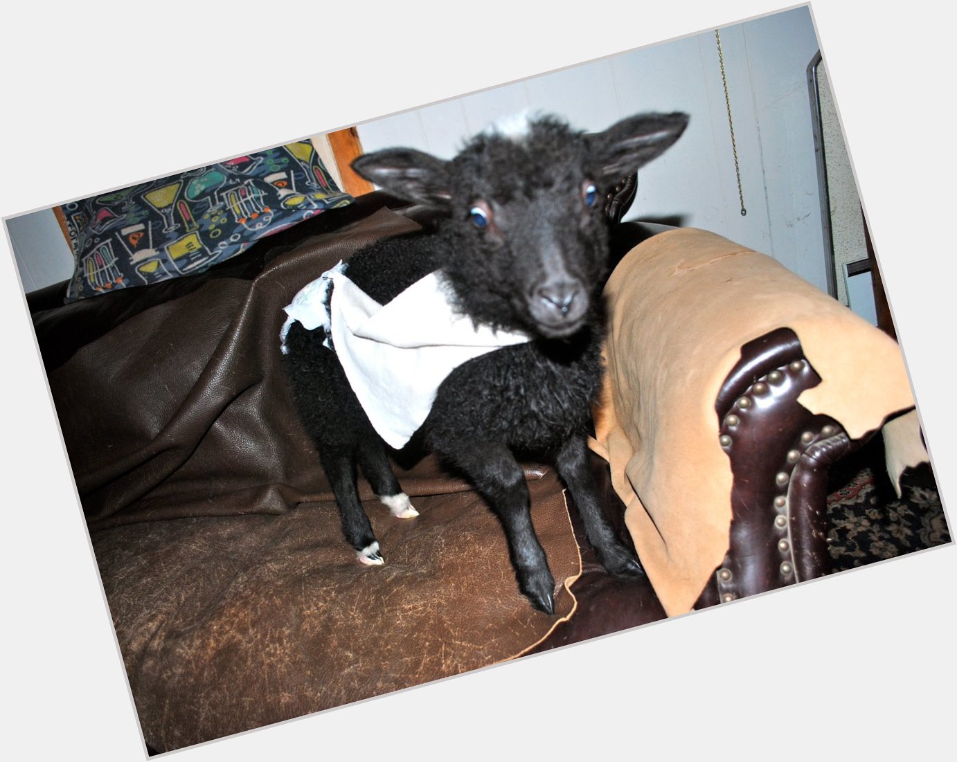  I\m sending you a lamb in underpants and split cape-style suspenders. Happy birthday! 